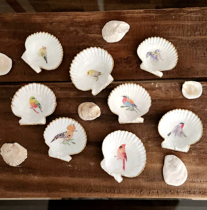 Conchitas de Chiloé