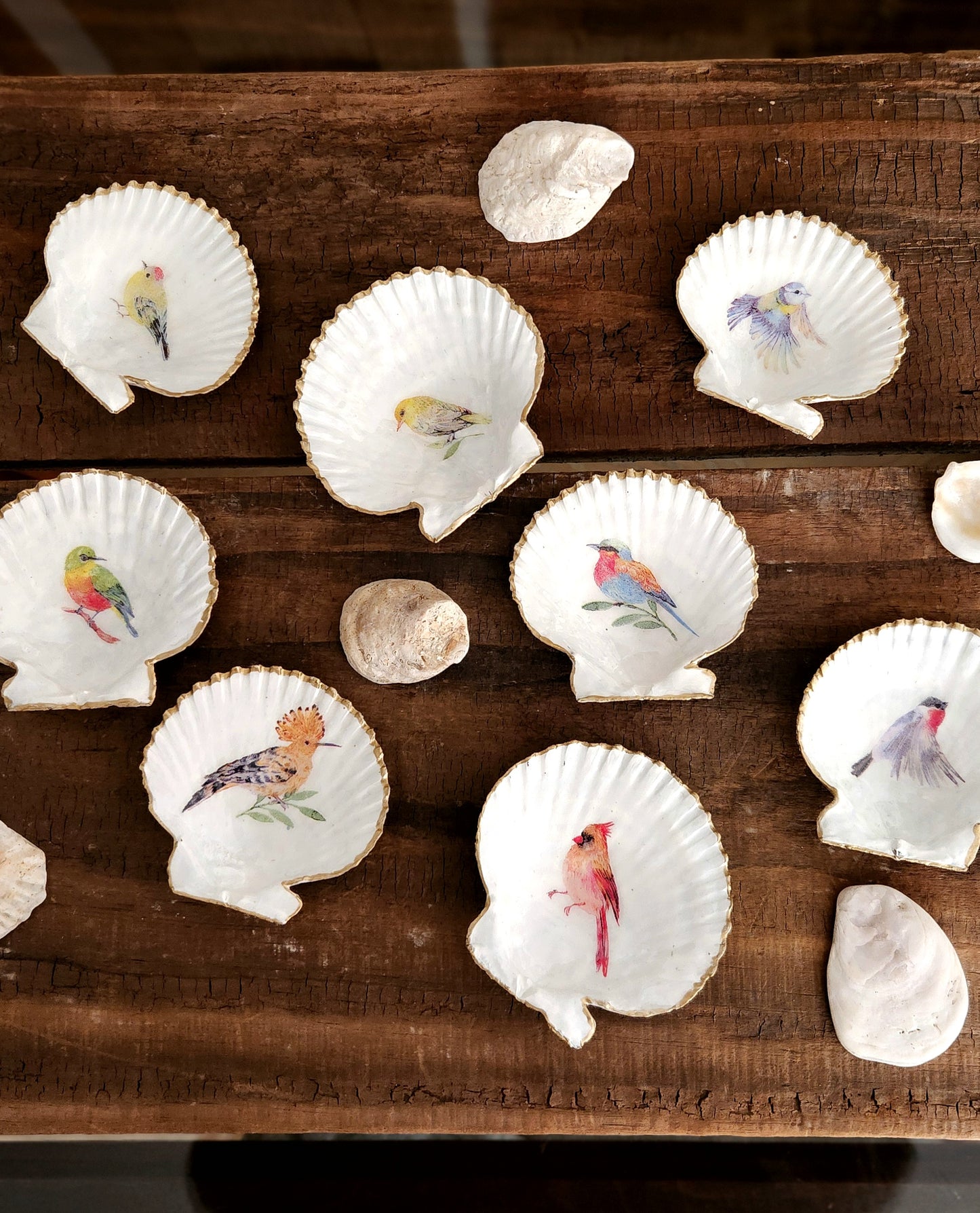Conchitas de Chiloé