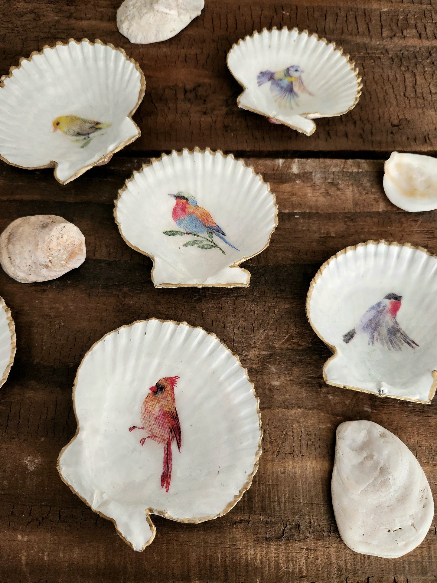 Conchitas de Chiloé